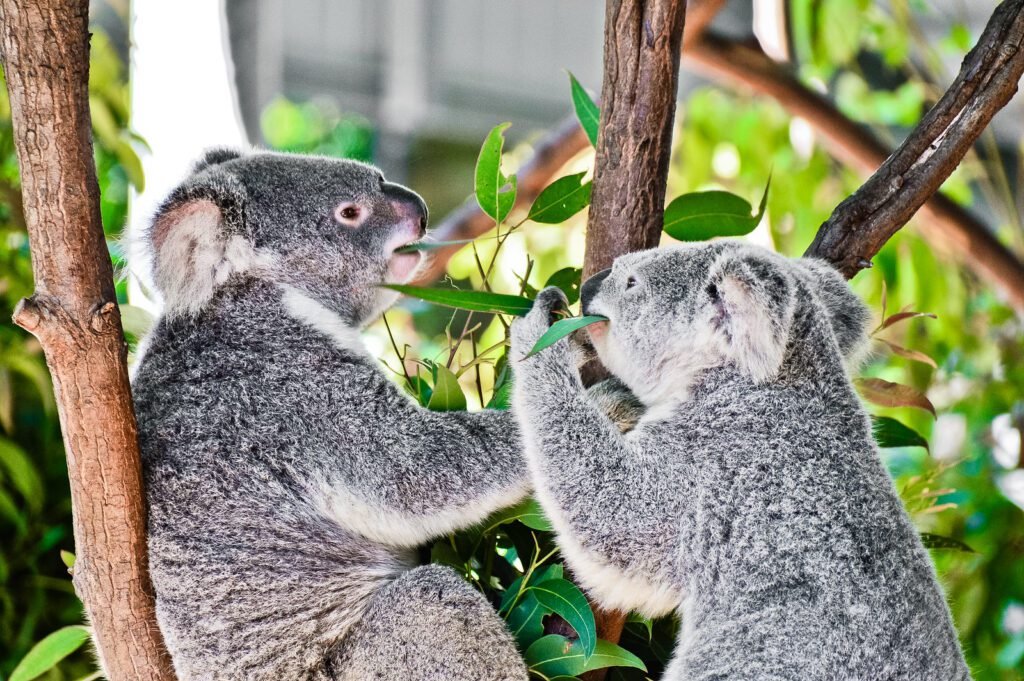 Australias Best Travel Destinations: Wonders of Currumbin Wildlife Sanctuary