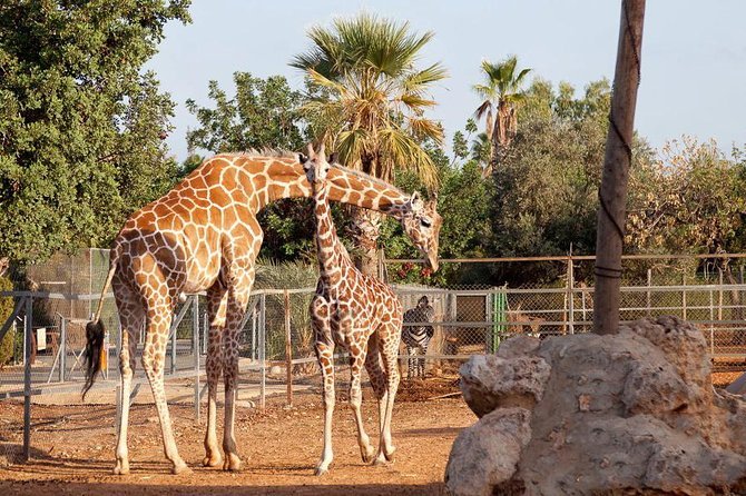 Family-friendly cyprus vacation : travelers guide paphos zoo