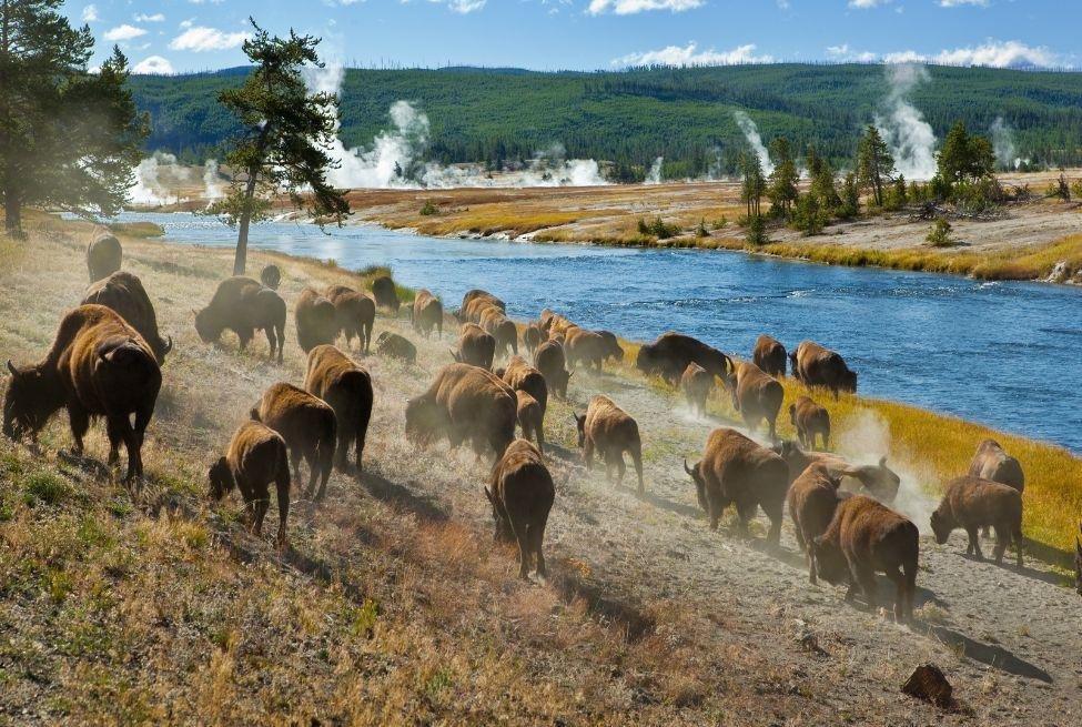 Wildlife at Yellowstone