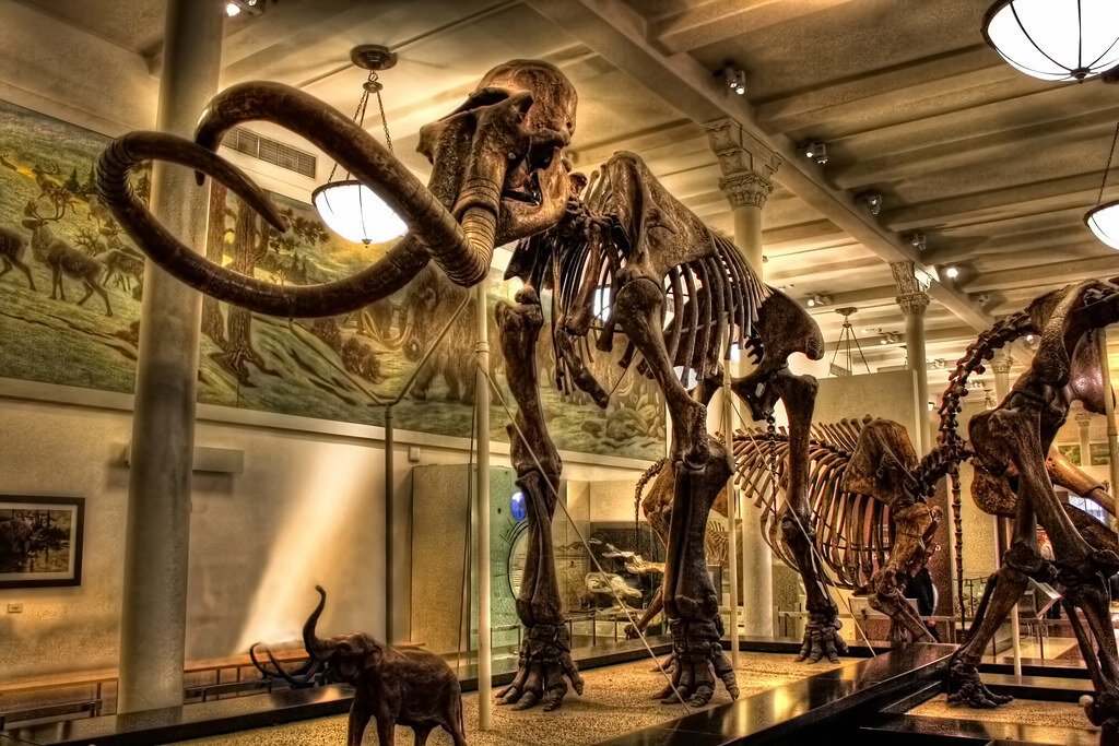 natural history mammoth