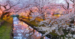 Read more about the article Cherry Blossoms Hotels 2024: Best Areas in Japan