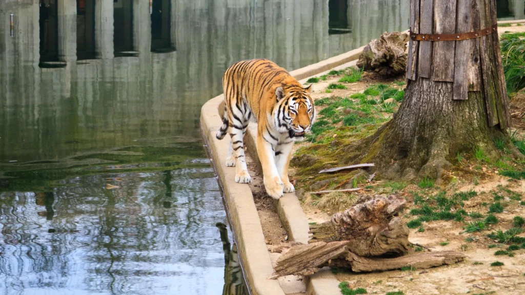 Washington Zoo