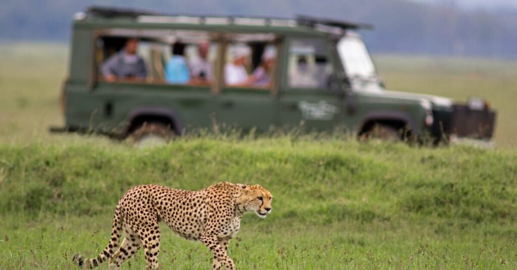 Best Safari Tours in Cape Town